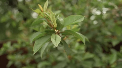 Green apple leaves of a tree Stock Footage 125757351