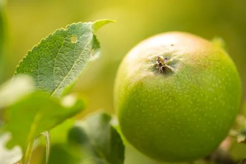 Green apple Stock Photos