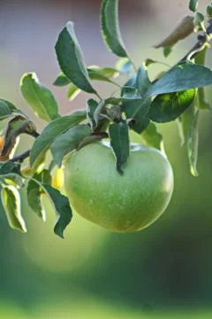 Green apple Stock Photos