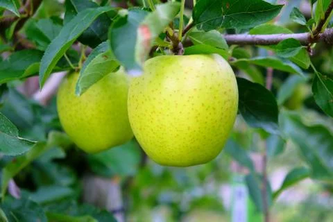 Green apple Stock Photos