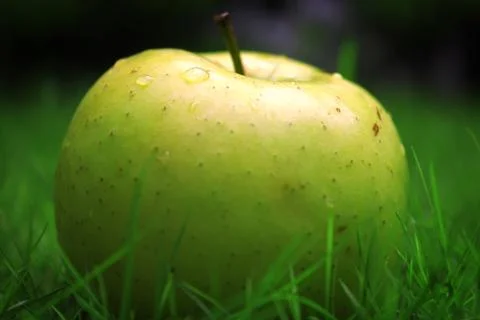 Green apple Stock Photos