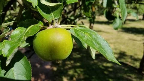 Green Apple 스톡 사진