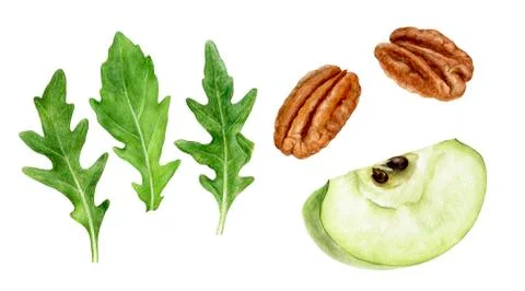 Green apple slice arugula pecan watercolor illustration isolated on white Stock Illustration