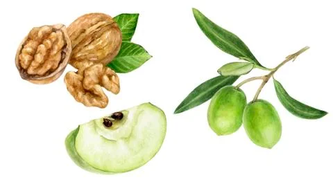 Green apple slice olives walnut watercolor illustration isolated on white Stock Illustration