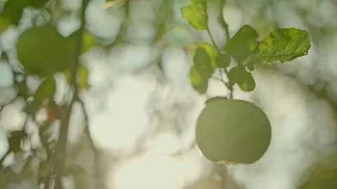 Green apple at a tree against warm sunlight, slow motion 01/02 Stock Footage 80756214