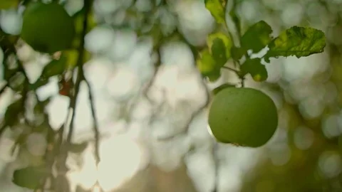 Green apple at a tree against warm sunlight, slow motion 02/02 Stock Footage 80756452