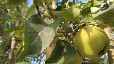Green apple tree and apples Stockbeeldmateriaal 163709951