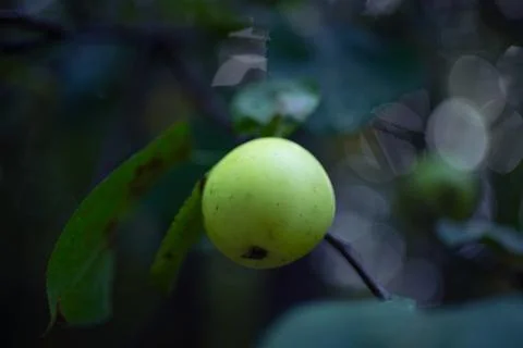 Green apple on a tree. An apple hangs on the fruit tree Stock Photos