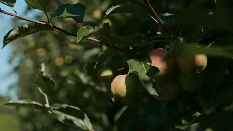 A green apple on a tree branch. Autumn fruit harvest in the garden. Juicy apples Stock Footage 233603318