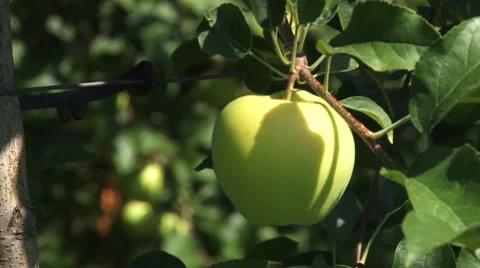 Green apple on tree branch Vídeo Stock 54359422
