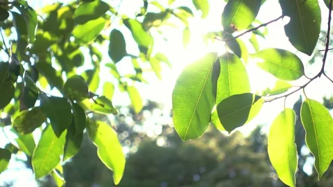 A green apple on a tree branch 库存影片 157867454