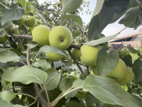 Green Apple on Tree Branch Stock Photos