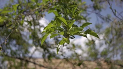 Green apple tree branch in spring Stock Footage 244321431