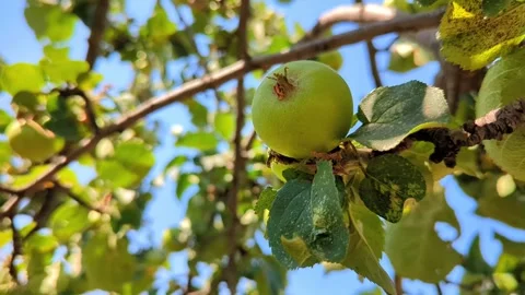 A green apple on a tree branch on a summer day Stock Footage 340882371