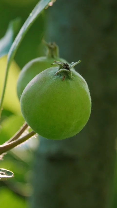Green Apple on Tree Branch in Sunlit Orchard Video stock 311996914