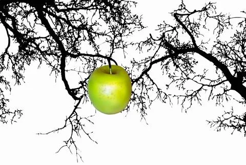 Green apple on tree branch. Vector illustration. Ilustração Stock