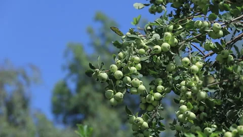 Green apple tree branches laden with unripe fruit under a clear blue sky in a Stock Footage 302946367