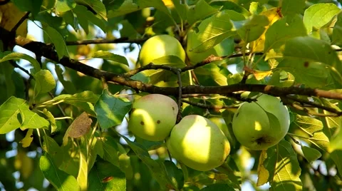 Green apple on the tree Stock Footage 55219429
