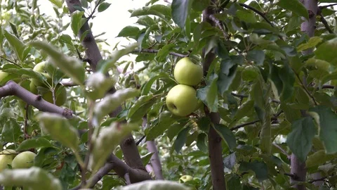 Green apple on tree Stock Footage 94034081