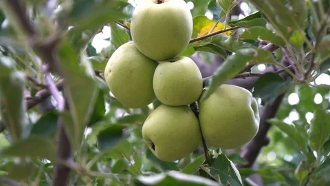 Green apple on tree Stock Footage 94034209
