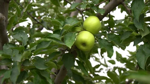Green apple on tree Stock Footage 94034857