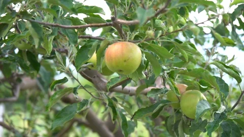 Green apple on tree Stock Footage 94065365