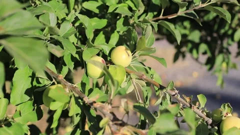 Green apple tree Stock Footage 247646612