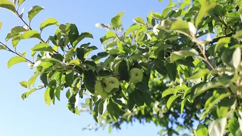 Green apple tree Stock Footage 247646618