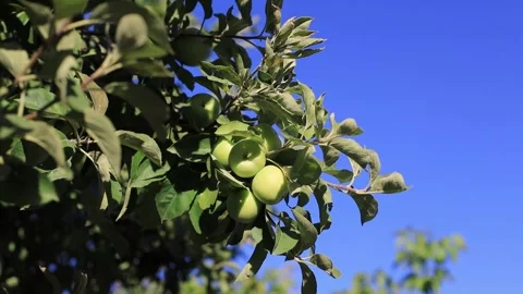 Green apple tree Stock Footage 247646620