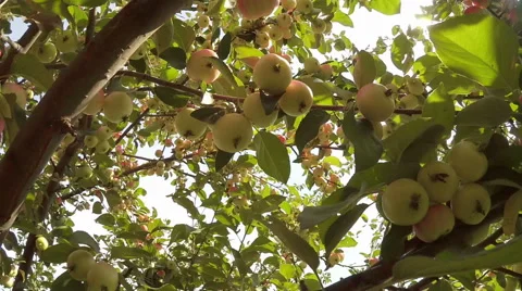 Green Apple tree full of red apples Stock-Footage 54910060