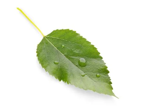 Green apple tree leaf with water drops isolated on white background Stock Photos