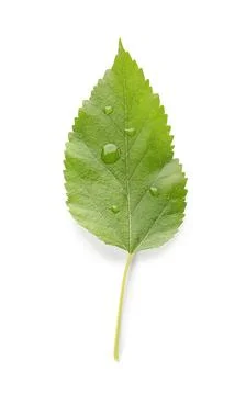 Green apple tree leaf with water drops isolated on white background Stock Photos