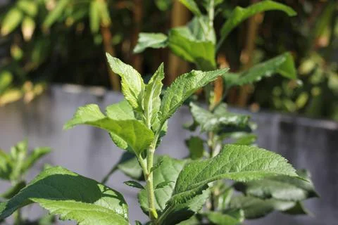 Green apple tree leaves Stock Photos