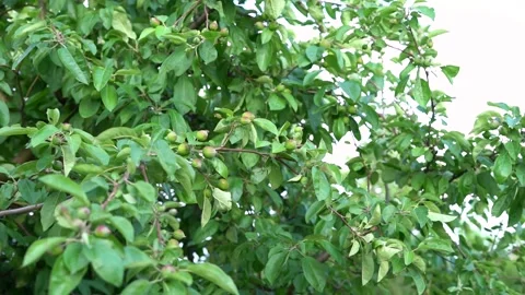 Green apple tree leaves swing in the wind Stock Footage 255878047