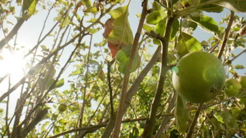 Green apple on tree low angle shot with sky and sun in background slow motion Stock Footage 204784809