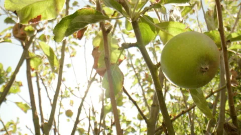 Green apple on tree low angle shot with sky and sun in background slow-mo Stock Footage 204789080
