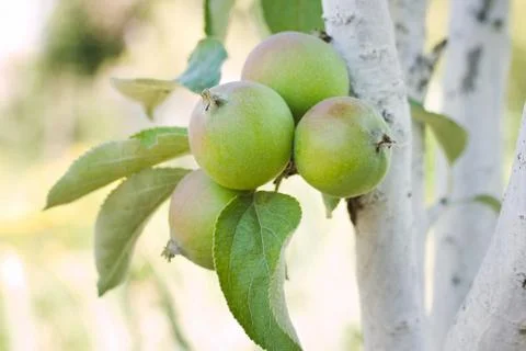 Green apple on tree Фото