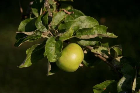 Green apple tree Stock Photos