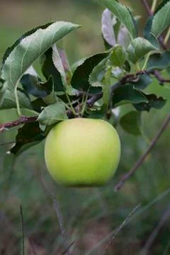 A green apple on a tree Stock Photos