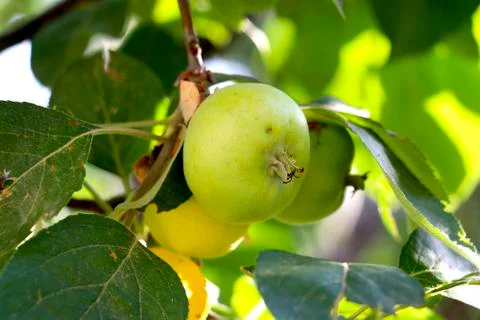 Green apple on a tree Stockfoto's