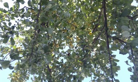 Green apple tree 写真素材