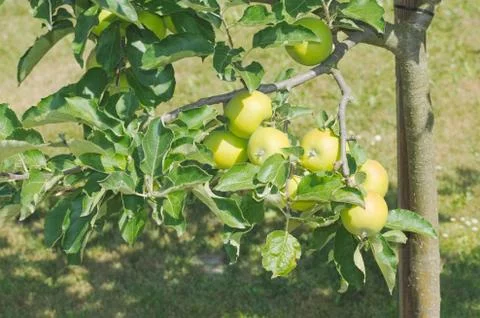 Green Apple Tree Stock Photos