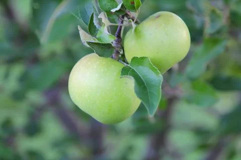 Green Apple on Tree Stock Photos