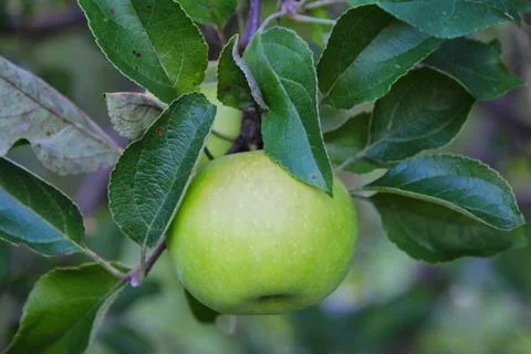 Green Apple on Tree Stock Photos