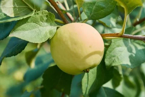 Green apple on a tree Stock Photos