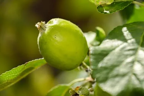Green apple on a tree Stock Photos