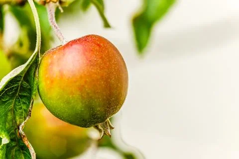 Green apple on a tree Stock Photos