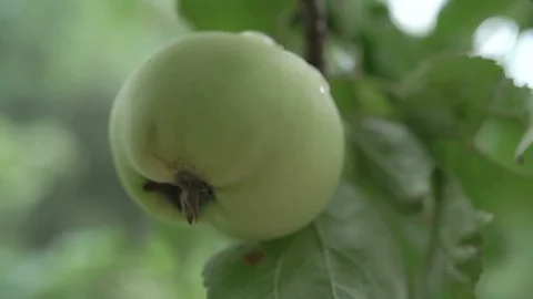 A green apple on the tree. slow motion shot Stock Footage 112600819