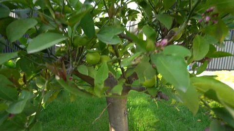 Green Apple Tree with Sunlight in Garden Video stock 308912942