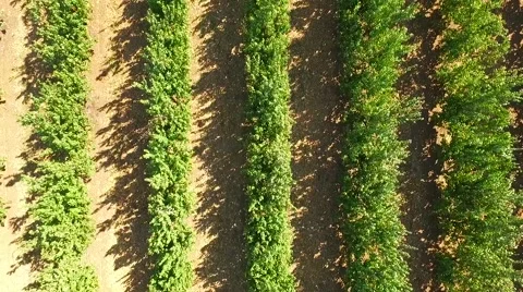 Green Apple Trees Growing  In Rows In The Garden 스톡 동영상 55430051